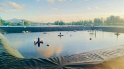 Dugaan Penipuan hingga Tambak Udang Ilegal, Pengacara Andi Kusuma Seret Nama Frida Gunadi ke Polda Babel